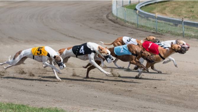 GreyhoundRace